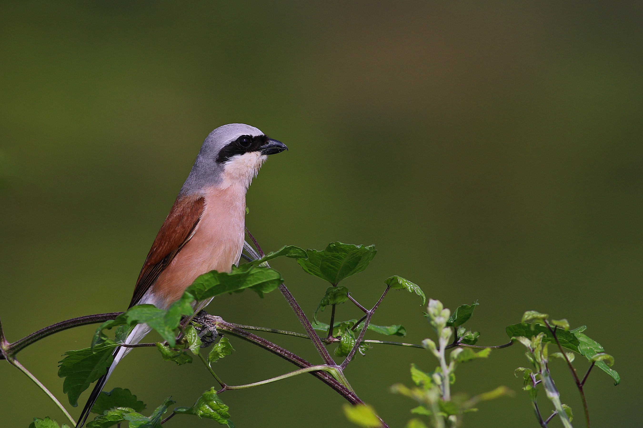Red-backed Shrike — Ana fotoğraf